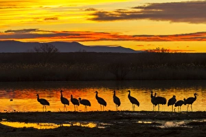 Images Dated 25th January 2013: USA, New Mexico, Bosque Del Apache National Wildlife Refuge