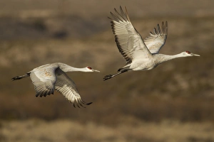 Images Dated 24th January 2013: USA, New Mexico, Bosque Del Apache National Wildlife Refuge