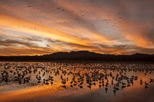 Images Dated 23rd January 2013: USA, New Mexico, Bosque Del Apache National Wildlife Refuge. snow geese sunset Credit as