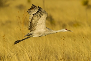 USA, New Mexico, Bosque del Apache National Wildlife Refuge. Sandhill crane in flight