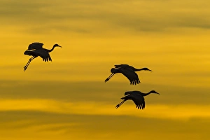 USA, New Mexico, Bosque del Apache National Wildlife Refuge