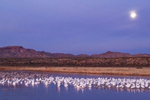 USA, New Mexico, Bosque del Apache National Wildlife Refuge. Moonset over snow geese