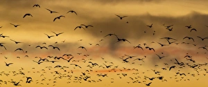 Images Dated 12th November 2014: USA, New Mexico, Bosque del Apache National Wildlife Refuge. Snow geese flying at sunset