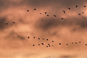 USA, New Mexico, Bosque del Apache National Wildlife Refuge. Snow geese at sunrise