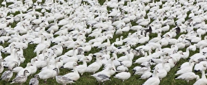 Images Dated 12th November 2014: USA, New Mexico, Bosque del Apache National Wildlife Refuge. Snow geese flock on grass