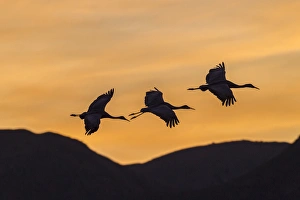 New Mexico Prints: USA, New Mexico, Bosque Del Apache National Wildlife Refuge