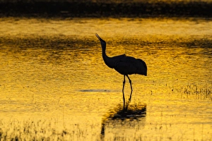 New Mexico Prints: USA, New Mexico, Bosque Del Apache National Wildlife Refuge. Sandhill crane at sunset