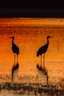 New Mexico Prints: USA, New Mexico, Bosque Del Apache National Wildlife Refuge. Sandhill cranes at sunset