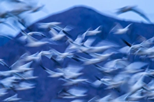 USA, New Mexico, Bosque Del Apache National Wildlife Refuge. Snow geese in flight