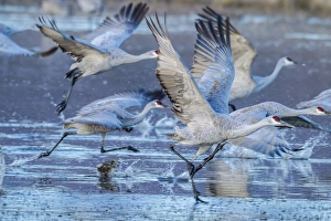 New Mexico Prints: USA, New Mexico, Bosque Del Apache National Wildlife Refuge. Sandhill cranes taking flight