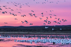 Images Dated 9th December 2015: USA, New Mexico, Bosque Del Apache National Wildlife Refuge