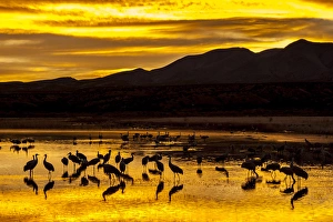 New Mexico Prints: USA, New Mexico, Bosque Del Apache National Wildlife Refuge. Sandhill cranes at sunrise