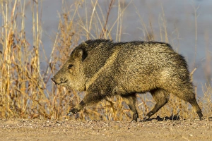 USA, New Mexico, Bosque Del Apache National Wildlife Refuge. Profile of javelina