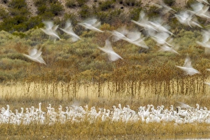 New Mexico Prints: USA, New Mexico, Bosque Del Apache National Wildlife Refuge. Snow geese taking flight