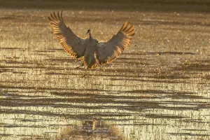 Images Dated 28th January 2017: USA, New Mexico, Bosque Del Apache National Wildlife Refuge