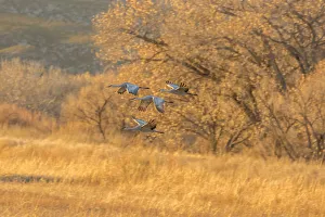 Images Dated 28th January 2017: USA, New Mexico, Bosque Del Apache National Wildlife Refuge