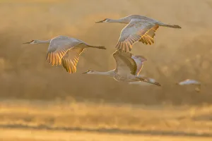 Images Dated 28th January 2017: USA, New Mexico, Bosque Del Apache National Wildlife Refuge