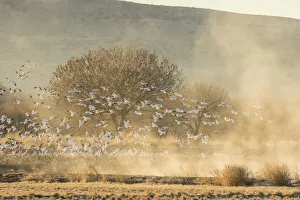 Images Dated 26th January 2017: USA, New Mexico, Bosque Del Apache National Wildlife Refuge. Snow geese landing. Credit as