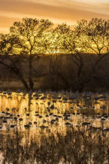 Images Dated 2nd January 2018: USA, New Mexico, Bosque del Apache National Wildlife Refuge. Sunset on bird flock in water