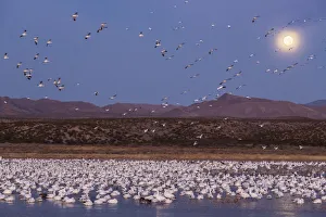 USA, New Mexico, Bosque del Apache National Wildlife Refuge. Full moon and bird flocks