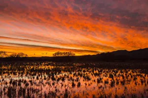 USA, New Mexico, Bosque del Apache National Wildlife Refuge. Sunset on bird flock in water