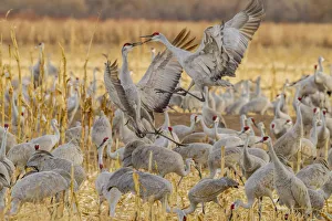 Images Dated 2nd January 2018: USA, New Mexico, Bosque del Apache National Wildlife Refuge. Sandhill cranes fighting