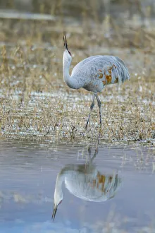 USA, New Mexico, Bosque Del Apache National Wildlife Refuge. Sandhill crane in water