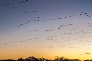 Images Dated 1st January 2018: USA, New Mexico, Bosque del Apache National Wildlife Refuge