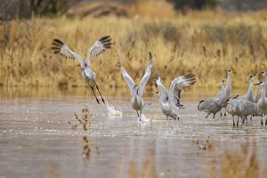 Images Dated 4th January 2018: USA, New Mexico, Bosque del Apache National Wildlife Refuge