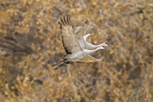 USA, New Mexico, Bosque del Apache National Wildlife Refuge. Sandhill cranes flying