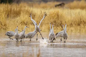 Images Dated 4th January 2018: USA, New Mexico, Bosque del Apache National Wildlife Refuge