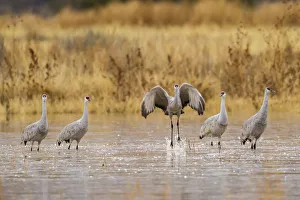 Images Dated 4th January 2018: USA, New Mexico, Bosque del Apache National Wildlife Refuge