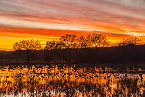 Images Dated 2nd January 2018: USA, New Mexico, Bosque del Apache National Wildlife Refuge. Sunset on bird flock in water