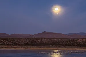 Images Dated 2nd January 2018: USA, New Mexico, Bosque del Apache National Wildlife Refuge. Full moon and bird flocks