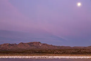 Images Dated 3rd January 2018: USA, New Mexico, Bosque del Apache National Wildlife Refuge