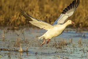 Images Dated 3rd December 2017: USA, New Mexico, Bosque Del Apache National Wildlife Refuge. Snow goose flying. Credit as