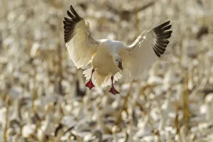 USA, New Mexico, Bosque Del Apache National Wildlife Refuge. Snow goose landing. Credit as
