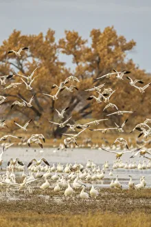 USA, New Mexico, Bosque Del Apache National Wildlife Refuge. Birds taking off from flock