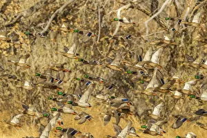 USA, New Mexico, Bosque Del Apache National Wildlife Refuge. Mallard duck flock flying