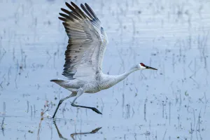 Images Dated 2nd December 2017: USA, New Mexico, Bosque Del Apache National Wildlife Refuge. Sandhill crane taking flight