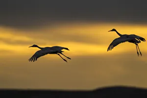 Images Dated 2nd December 2017: USA, New Mexico, Bosque Del Apache National Wildlife Refuge