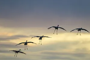 Images Dated 2nd December 2017: USA, New Mexico, Bosque Del Apache National Wildlife Refuge