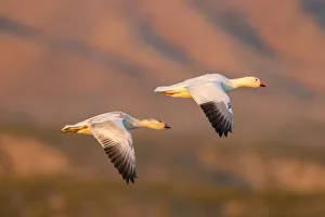 Images Dated 3rd December 2017: USA, New Mexico, Bosque Del Apache National Wildlife Refuge. Snow geese flying. Credit as