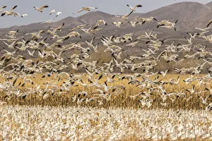 USA, New Mexico, Bosque Del Apache National Wildlife Refuge
