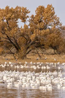 USA, New Mexico, Bosque Del Apache National Wildlife Refuge. Flock of geese and cottonwood tree