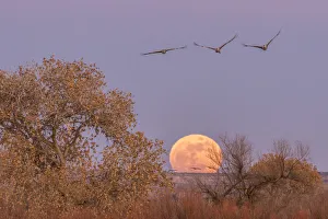 USA, New Mexico, Bosque del Apache National Wildlife Refuge. Full moon and sandhill cranes