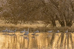 Images Dated 2nd January 2018: USA, New Mexico, Bosque del Apache National Wildlife Refuge