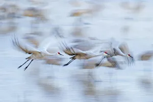 Images Dated 2nd December 2017: USA, New Mexico, Bosque Del Apache National Wildlife Refuge. Sandhill crane flight blur
