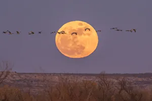 Images Dated 1st January 2018: USA, New Mexico, Bosque del Apache National Wildlife Refuge. Full moon and sandhill cranes
