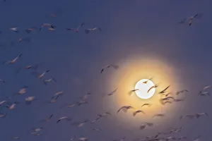 Images Dated 2nd January 2018: USA, New Mexico, Bosque del Apache National Wildlife Refuge. Snow geese blur and full moon